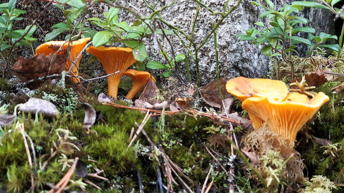 Gullet ved Spinneren